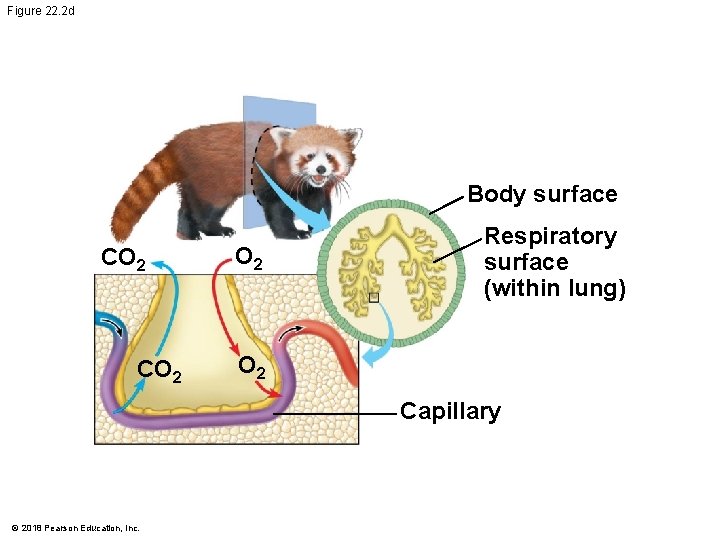 Figure 22. 2 d Body surface CO 2 O 2 Respiratory surface (within lung)
