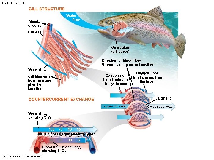 Figure 22. 3_s 3 GILL STRUCTURE Water flow Blood vessels Gill arch Operculum (gill