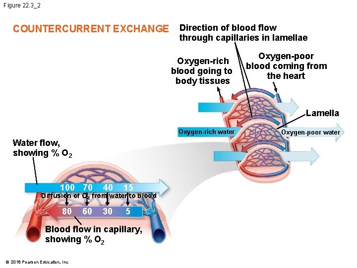 Figure 22. 3_2 COUNTERCURRENT EXCHANGE Direction of blood flow through capillaries in lamellae Oxygen-rich