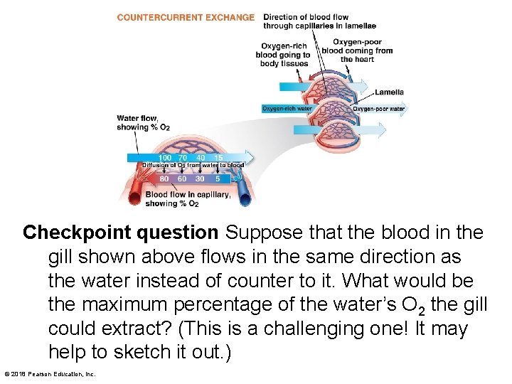 Checkpoint question Suppose that the blood in the gill shown above flows in the