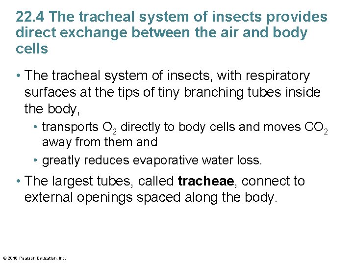 22. 4 The tracheal system of insects provides direct exchange between the air and