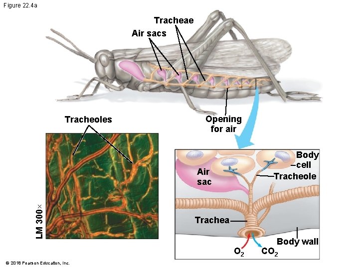 Figure 22. 4 a Tracheae Air sacs Tracheoles Opening for air Body cell Tracheole