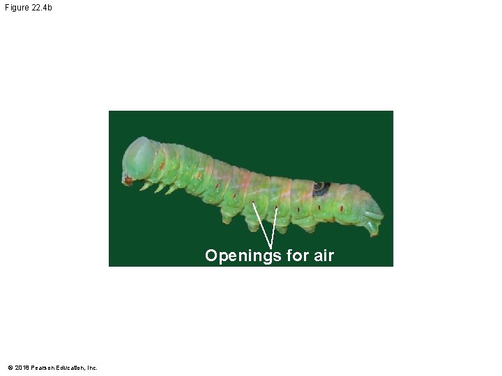 Figure 22. 4 b Openings for air © 2018 Pearson Education, Inc. 