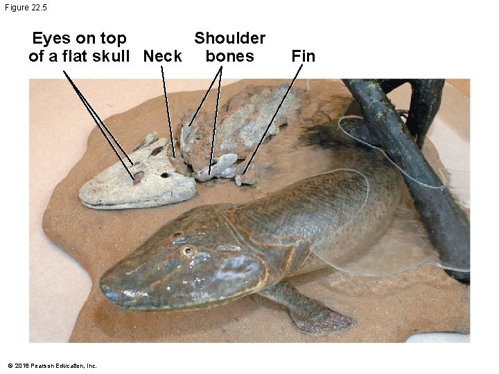 Figure 22. 5 Eyes on top Shoulder of a flat skull Neck bones ©