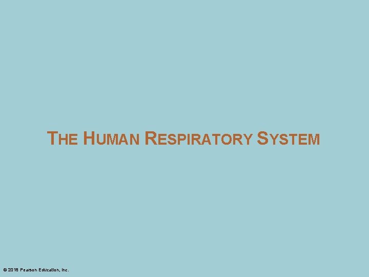 THE HUMAN RESPIRATORY SYSTEM © 2018 Pearson Education, Inc. 