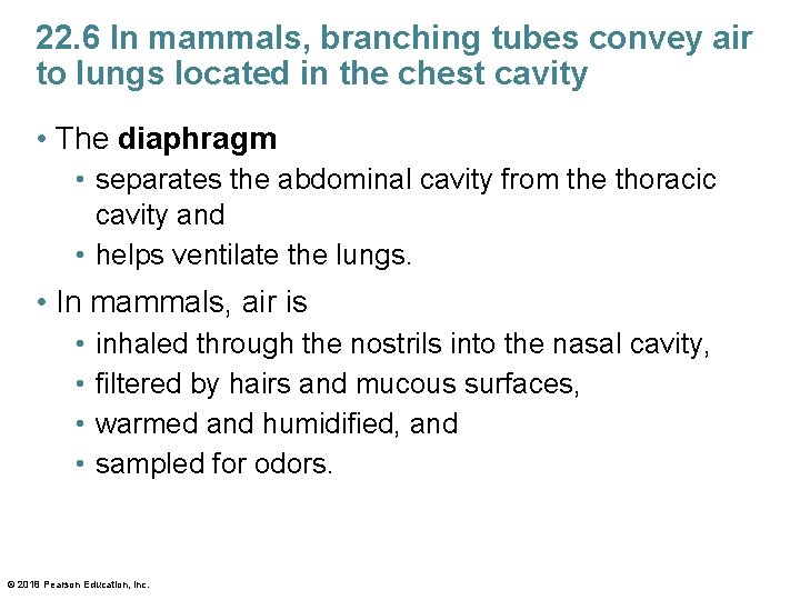 22. 6 In mammals, branching tubes convey air to lungs located in the chest