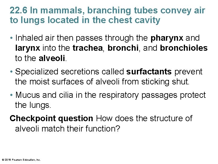 22. 6 In mammals, branching tubes convey air to lungs located in the chest