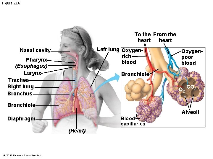 Figure 22. 6 To the From the heart Left lung Oxygenrich blood Nasal cavity