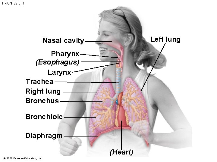Figure 22. 6_1 Left lung Nasal cavity Pharynx (Esophagus) Larynx Trachea Right lung Bronchus