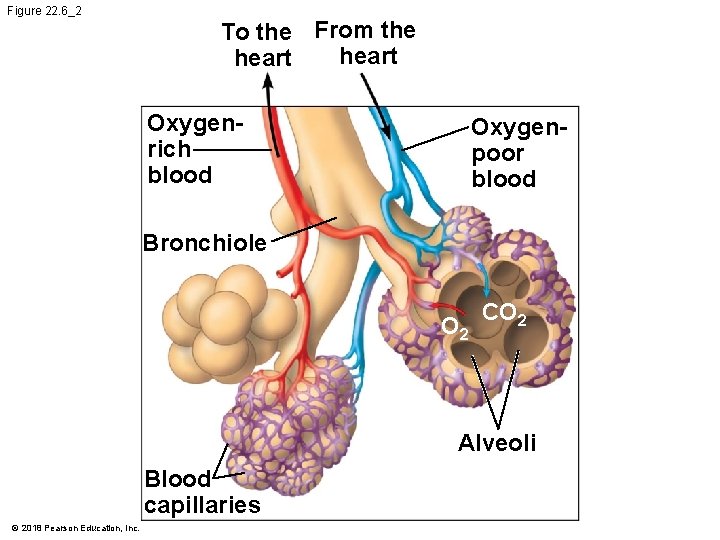 Figure 22. 6_2 To the From the heart Oxygenrich blood Oxygenpoor blood Bronchiole O