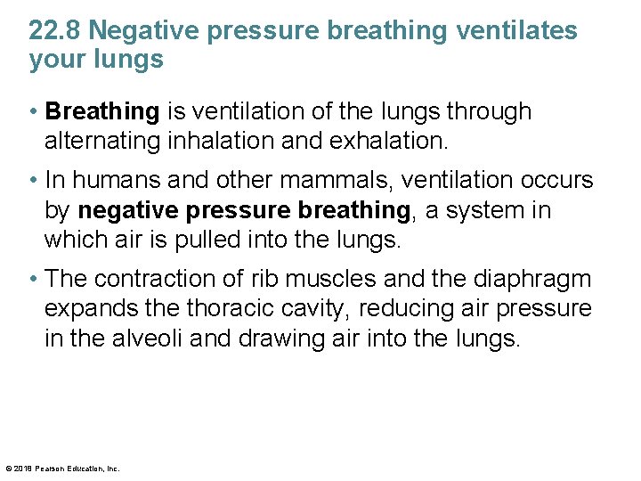 22. 8 Negative pressure breathing ventilates your lungs • Breathing is ventilation of the