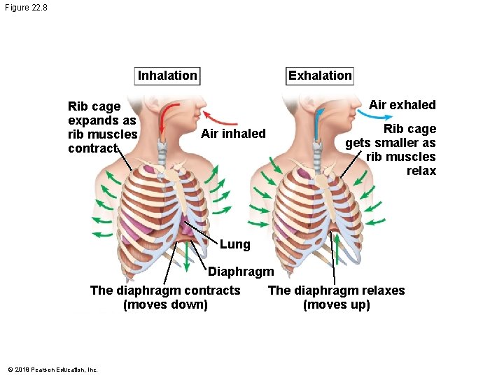 Figure 22. 8 Inhalation Rib cage expands as rib muscles contract Exhalation Air exhaled