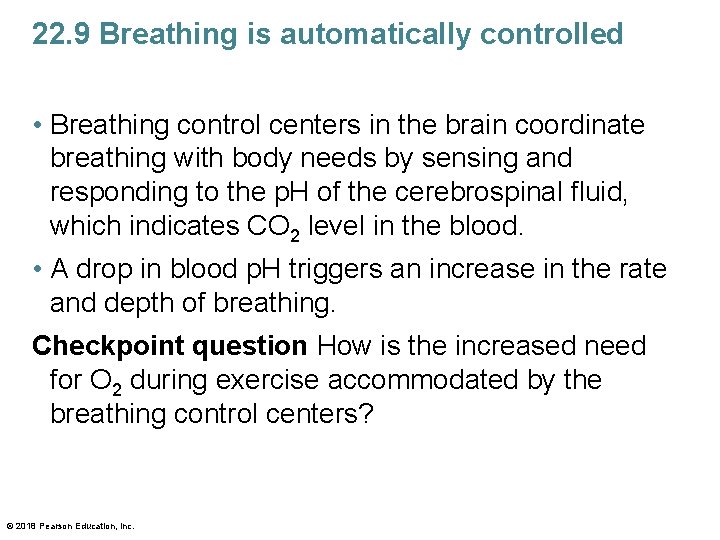 22. 9 Breathing is automatically controlled • Breathing control centers in the brain coordinate