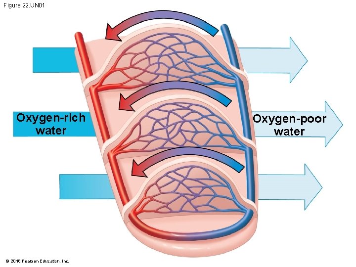 Figure 22. UN 01 Oxygen-rich water © 2018 Pearson Education, Inc. Oxygen-poor water 
