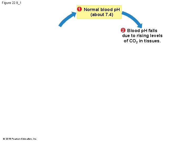 Figure 22. 9_1 1 Normal blood p. H (about 7. 4) 2 Blood p.