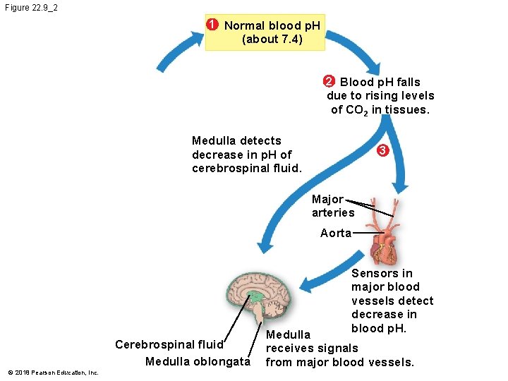 Figure 22. 9_2 1 Normal blood p. H (about 7. 4) 2 Blood p.