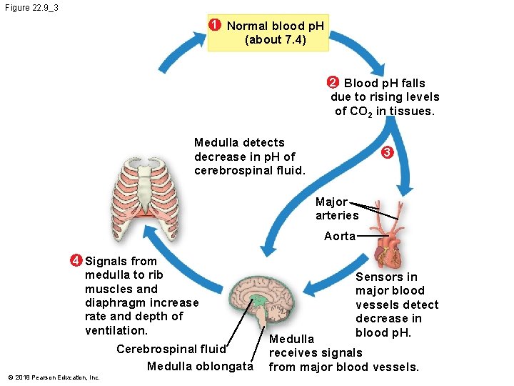 Figure 22. 9_3 1 Normal blood p. H (about 7. 4) 2 Blood p.