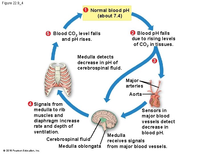 Figure 22. 9_4 1 Normal blood p. H (about 7. 4) 2 Blood p.