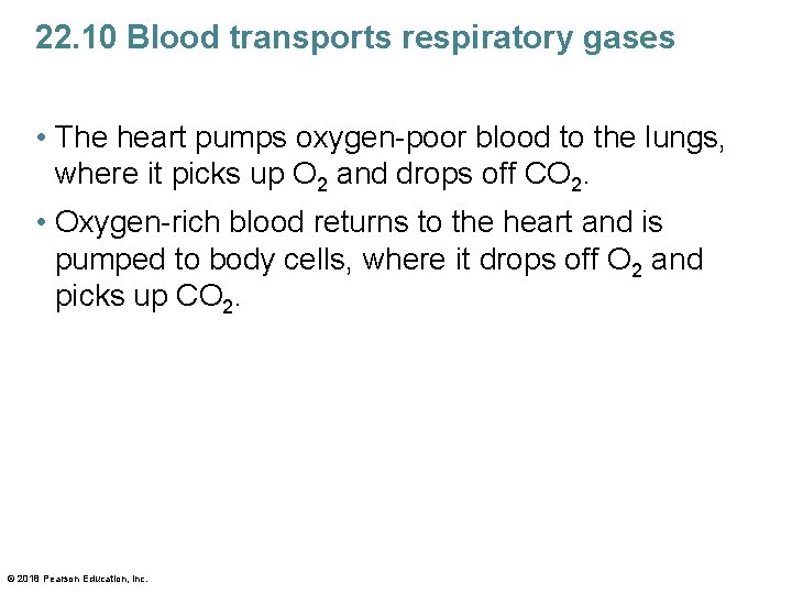 22. 10 Blood transports respiratory gases • The heart pumps oxygen-poor blood to the