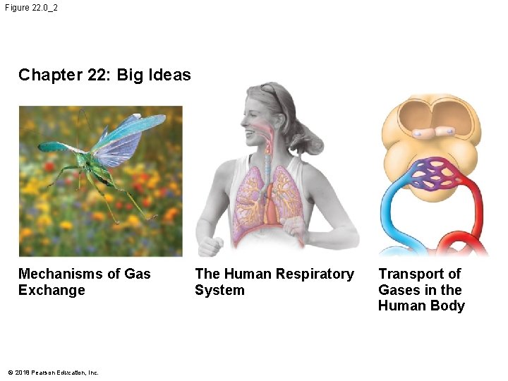 Figure 22. 0_2 Chapter 22: Big Ideas Mechanisms of Gas Exchange © 2018 Pearson
