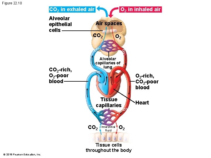 Figure 22. 10 CO 2 in exhaled air Alveolar epithelial cells O 2 in