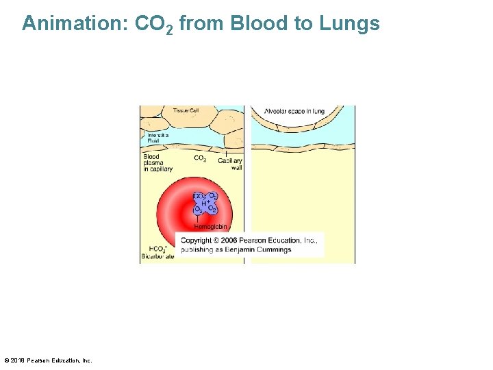 Animation: CO 2 from Blood to Lungs © 2018 Pearson Education, Inc. 