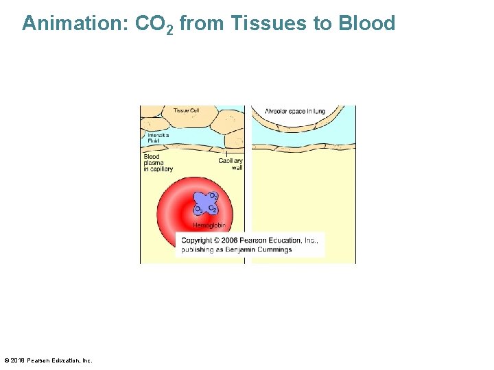 Animation: CO 2 from Tissues to Blood © 2018 Pearson Education, Inc. 
