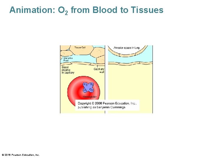Animation: O 2 from Blood to Tissues © 2018 Pearson Education, Inc. 