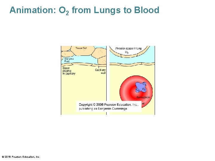 Animation: O 2 from Lungs to Blood © 2018 Pearson Education, Inc. 