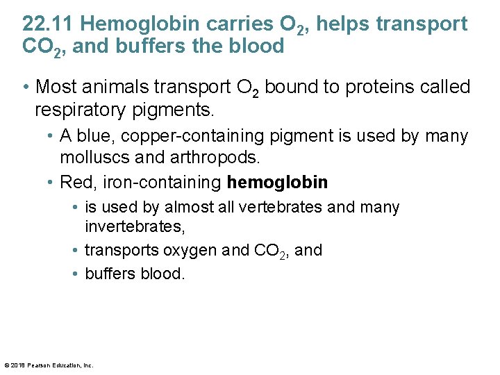 22. 11 Hemoglobin carries O 2, helps transport CO 2, and buffers the blood