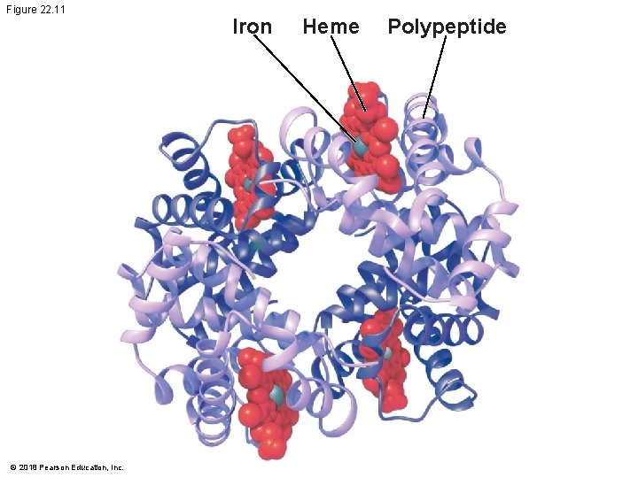 Figure 22. 11 © 2018 Pearson Education, Inc. Iron Heme Polypeptide 