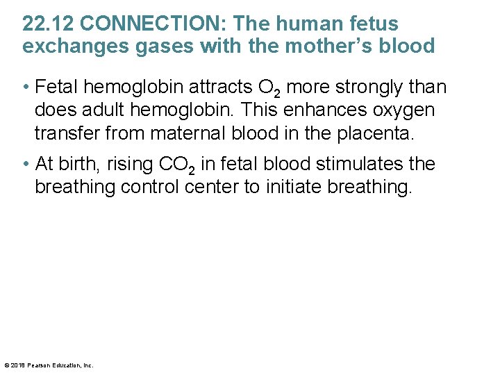 22. 12 CONNECTION: The human fetus exchanges gases with the mother’s blood • Fetal