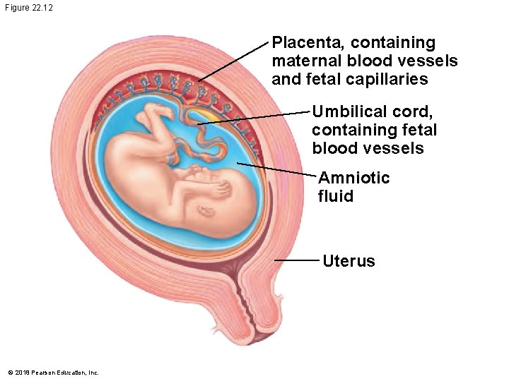 Figure 22. 12 Placenta, containing maternal blood vessels and fetal capillaries Umbilical cord, containing
