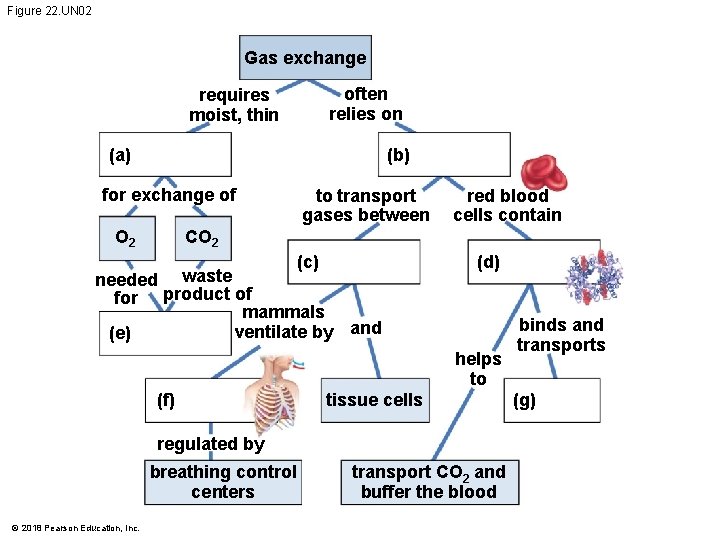 Figure 22. UN 02 Gas exchange often relies on requires moist, thin (a) (b)