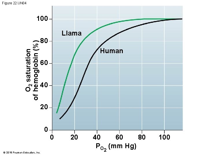 Figure 22. UN 04 O 2 saturation of hemoglobin (%) 100 Llama 80 Human