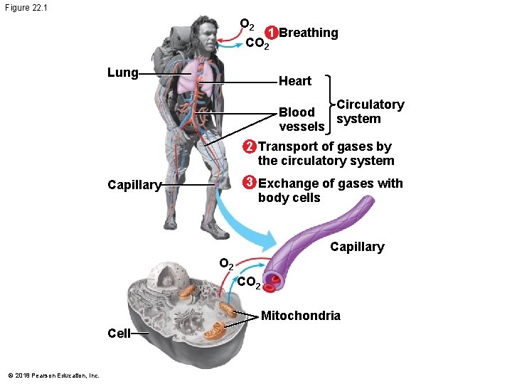 Figure 22. 1 O 2 1 Breathing CO 2 Lung Heart Circulatory Blood system