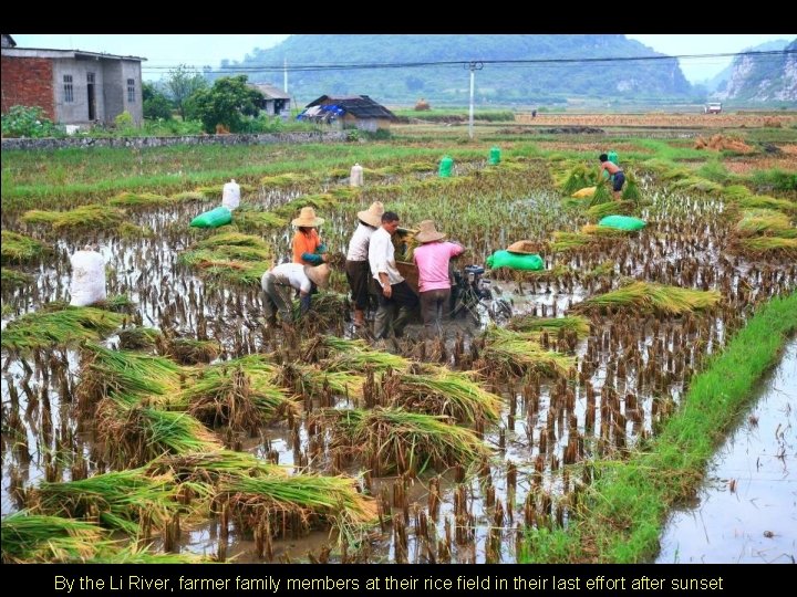 By the Li River, farmer family members at their rice field in their last