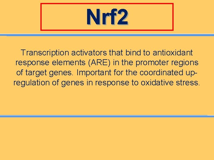 Nrf 2 Transcription activators that bind to antioxidant response elements (ARE) in the promoter