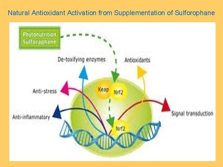 Natural Antioxidant Activation from Supplementation of Sulforophane 