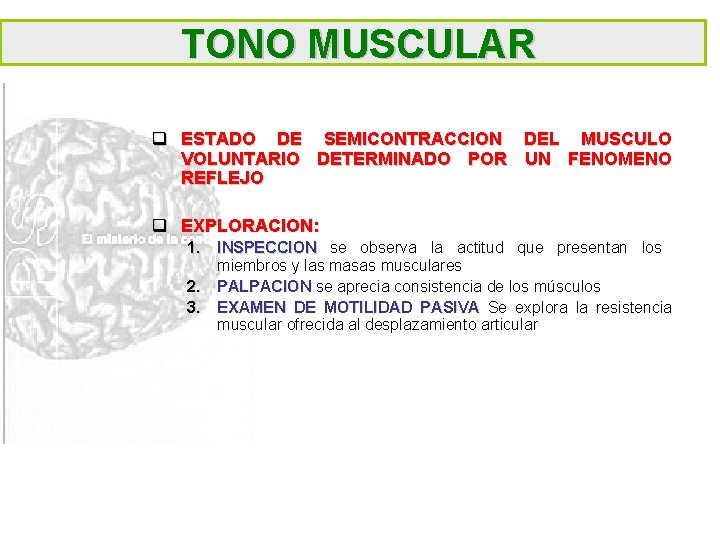 TONO MUSCULAR q ESTADO DE SEMICONTRACCION DEL MUSCULO VOLUNTARIO DETERMINADO POR UN FENOMENO REFLEJO