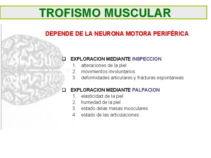 TROFISMO MUSCULAR DEPENDE DE LA NEURONA MOTORA PERIFÉRICA q EXPLORACION MEDIANTE INSPECCION 1. alteraciones