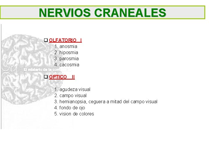 NERVIOS CRANEALES q OLFATORIO I 1. anosmia 2. hiposmia 3. parosmia 4. cacosmia q