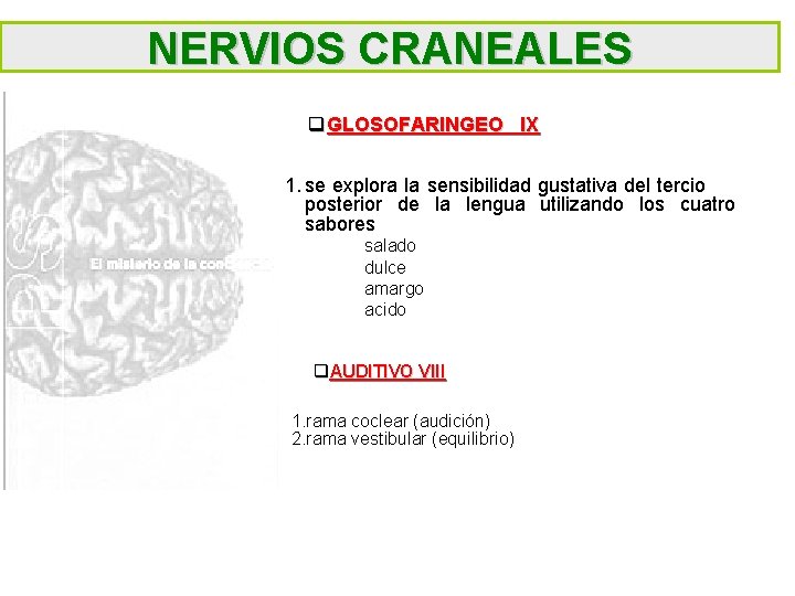 NERVIOS CRANEALES q GLOSOFARINGEO IX 1. se explora la sensibilidad gustativa del tercio posterior