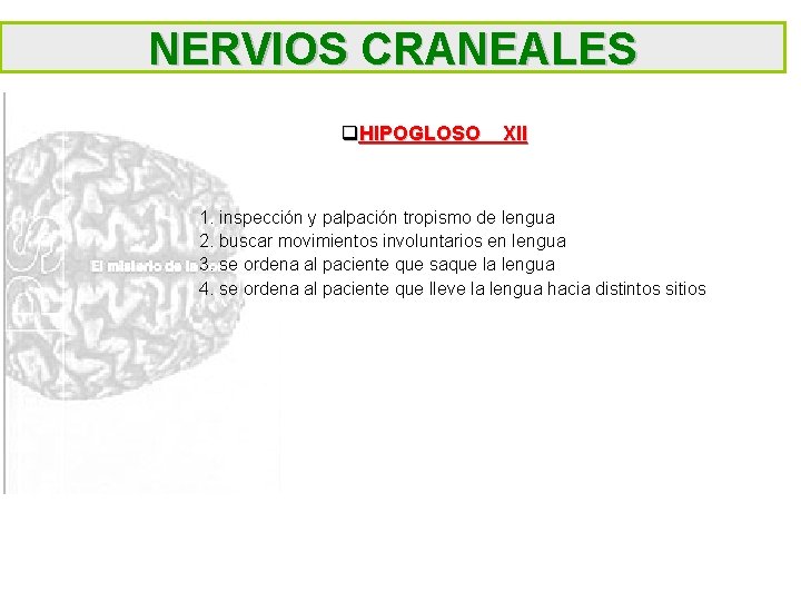 NERVIOS CRANEALES q. HIPOGLOSO XII 1. inspección y palpación tropismo de lengua 2. buscar