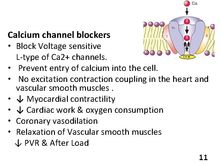 Calcium channel blockers • Block Voltage sensitive L-type of Ca 2+ channels. • Prevent