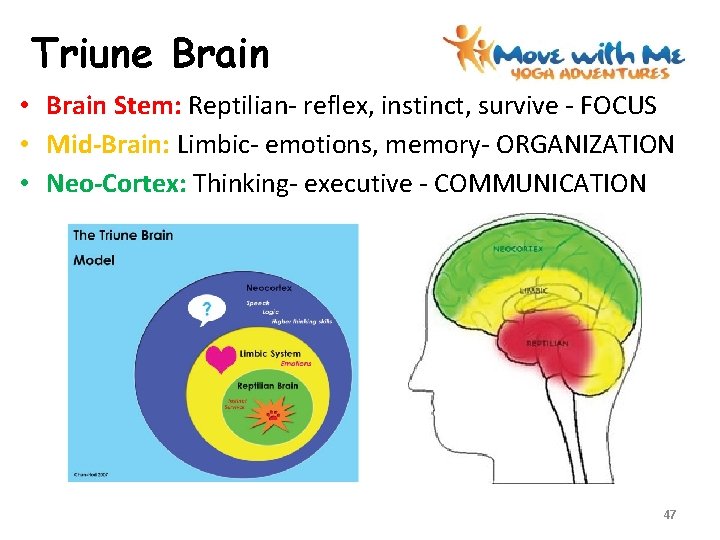 Triune Brain • Brain Stem: Reptilian- reflex, instinct, survive - FOCUS • Mid-Brain: Limbic-