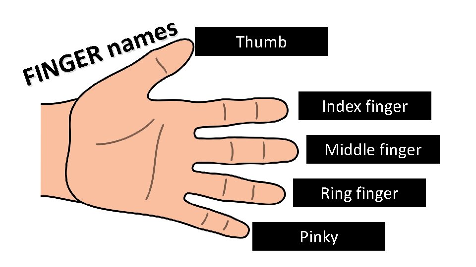 R E G N FI s e m a n Thumb Index finger Middle
