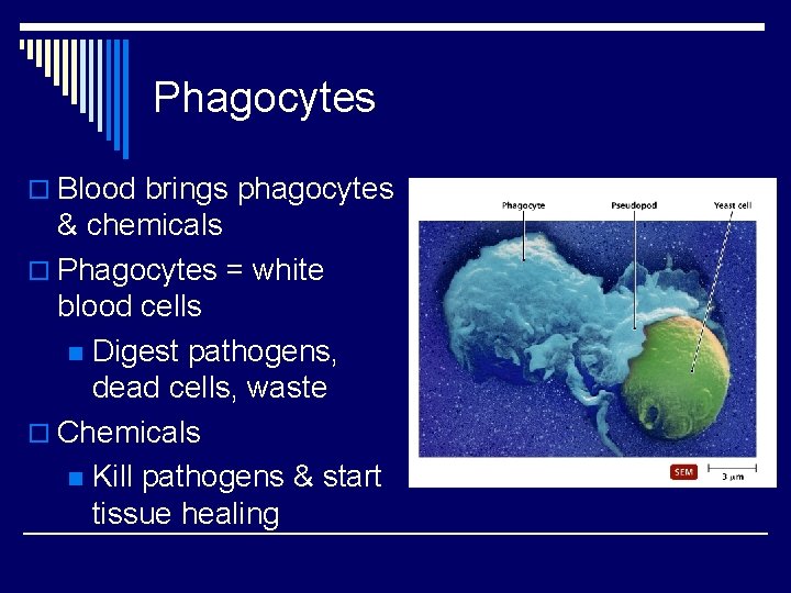 Phagocytes o Blood brings phagocytes & chemicals o Phagocytes = white blood cells n