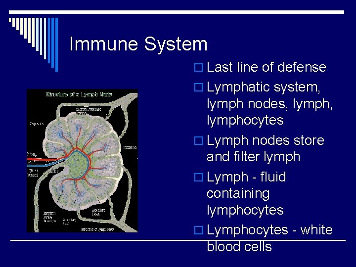 Immune System o Last line of defense o Lymphatic system, lymph nodes, lymphocytes o