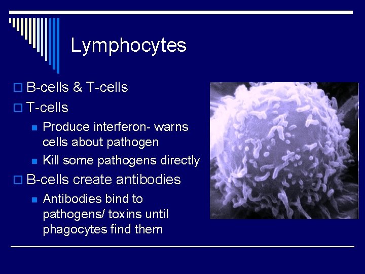 Lymphocytes o B-cells & T-cells o T-cells n n Produce interferon- warns cells about